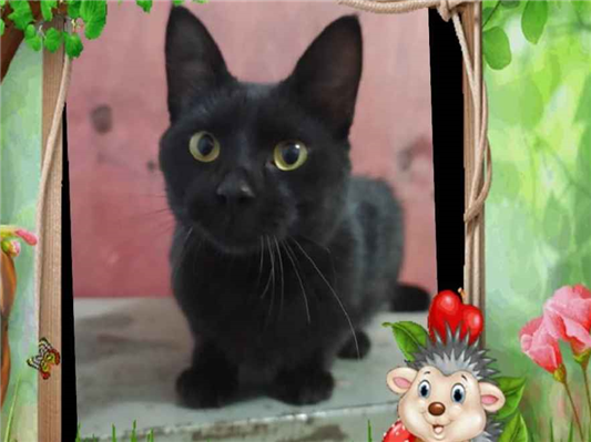 Gato para adoção Macho Pequeno 7 a 11 meses