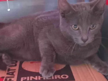 Gato SRD-ViraLata Pequeno 2-a-6-meses