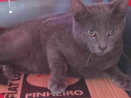 Gato para adoção Macho Pequeno 2 a 6 meses