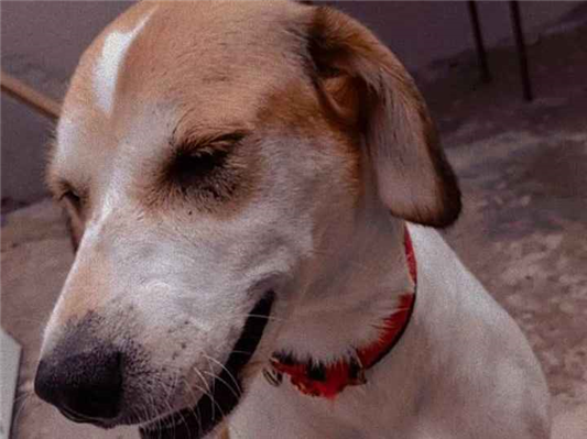 Cachorro cão para adoção Ambos Médio  5 anos 