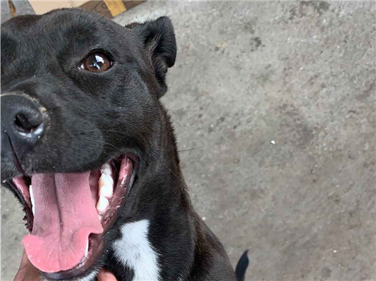Cachorro cão para adoção Fêmea Médio  2 a 6 meses 
