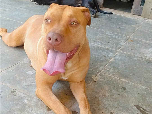 Cachorro cão para adoção Fêmea Grande 2 anos 
