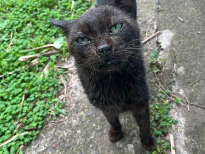 Gato SRD-ViraLata Pequeno 5-anos
