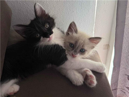 Gato para adoção Macho Pequeno 2 a 6 meses