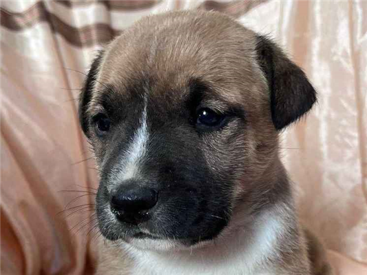 Cachorro cão para adoção Ambos Médio  Abaixo de 2 meses 