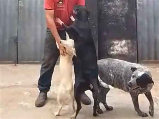 Cao Procura-Perdido Fêmea Médio 6 anos Acima 