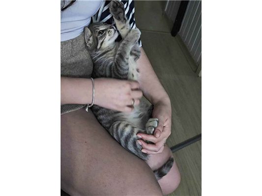 Gato Procura-Perdido Macho Pequeno 7 a 11 meses 