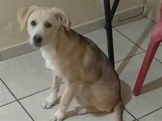 Cachorro cão para adoção Fêmea Grande 2 a 6 meses 