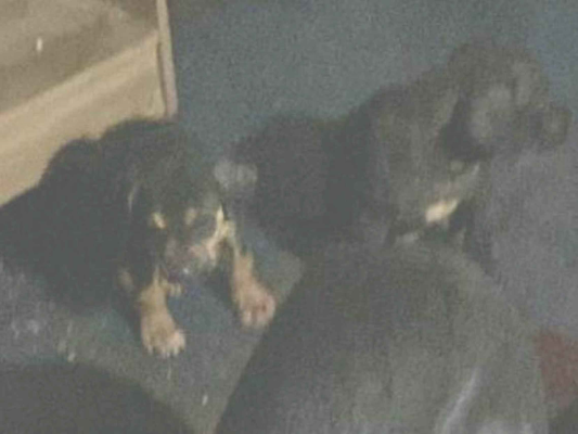 Cao - Macho PequenoAbaixo de 2 meses