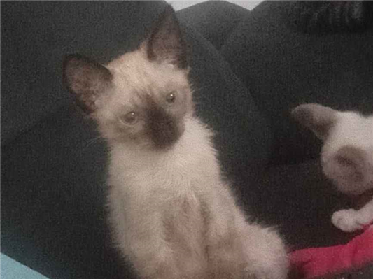 Gato para adoção Ambos Médio Abaixo de 2 meses