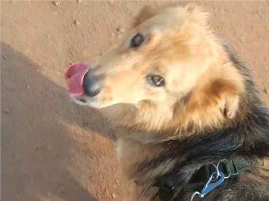 Cachorro cão para adoção Macho Médio  4 anos 