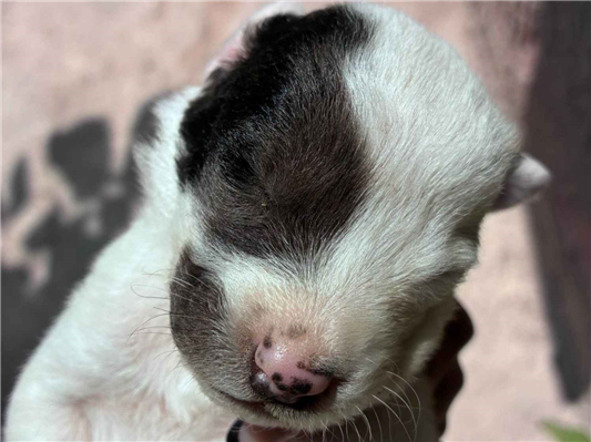 Cachorro cão para adoção Ambos Pequeno Abaixo de 2 meses 