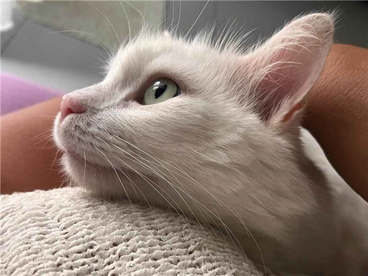 Gato para adoção Macho Médio 3 anos