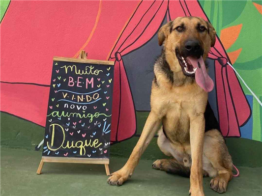 Cachorro cão para adoção Macho Grande 1 ano 