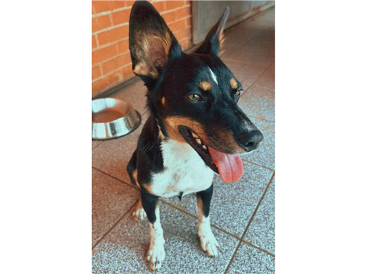 Cao Procura-Perdido Fêmea Médio 3 anos 