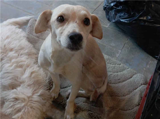 Cachorro cão para adoção Fêmea Médio  1 ano 