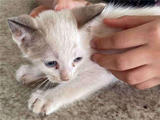 Gato para adoção Macho Pequeno 2 a 6 meses
