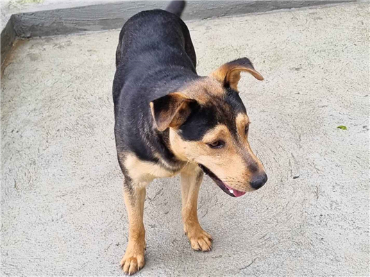 Cachorro cão para adoção Macho Médio  7 a 11 meses 
