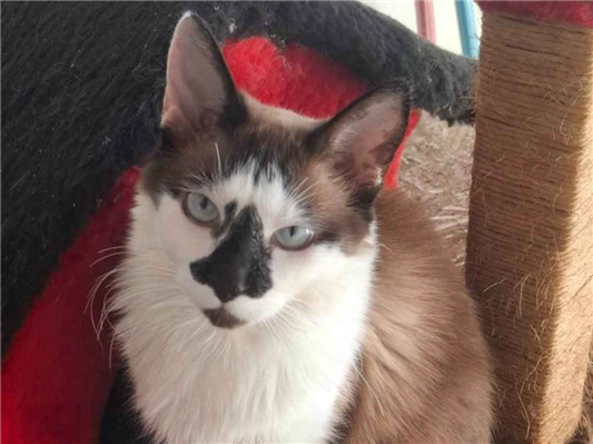 Gato Procura-Perdido Fêmea Médio 1 ano 