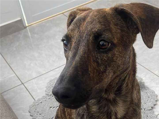 Cachorro cão para adoção Macho Médio  7 a 11 meses 