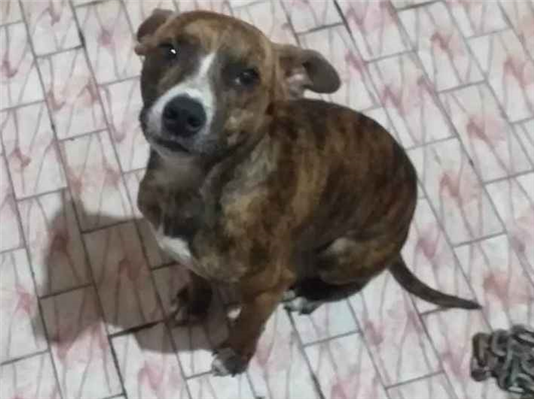 Cao Procura-Perdido Macho Médio 4 anos 