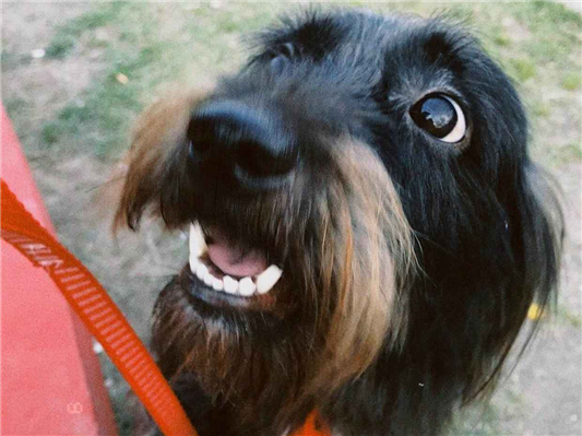 Cachorro cão para adoção Macho Médio  3 anos 