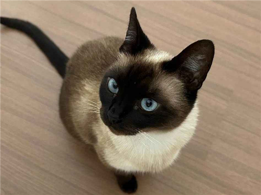 Gato para adoção Fêmea Pequeno 1 ano