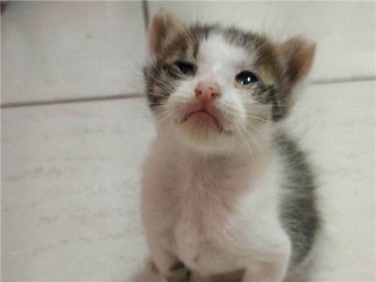 Gato - Ambos PequenoAbaixo de 2 meses