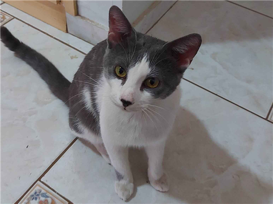 Gato - Macho Médio1 ano