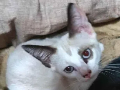 Gato SRD-ViraLata Pequeno 2-a-6-meses