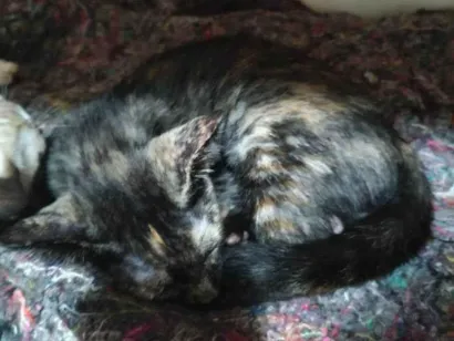 Gato SRD-ViraLata Pequeno 2-a-6-meses