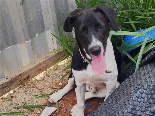 Cachorro cão para adoção Macho Médio  7 a 11 meses 