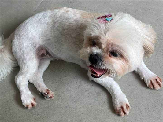 Cachorro cão para adoção Fêmea Pequeno 6 anos Acima 