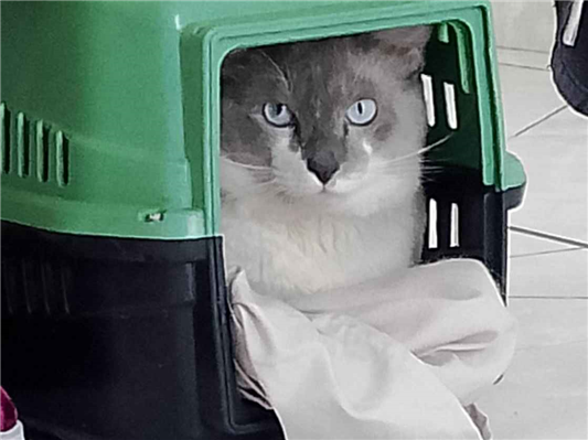 Gato para adoção Macho Médio 1 ano