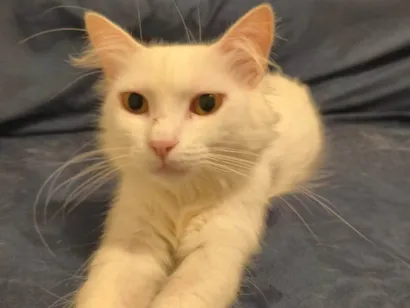 Gato SRD-ViraLata Pequeno 1-ano