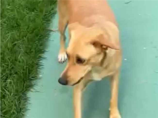 Cachorro cão para adoção Fêmea Médio  1 ano 