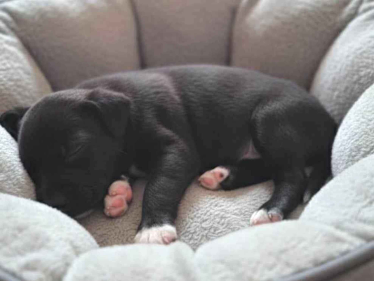 Cachorro cão para adoção Fêmea Pequeno Abaixo de 2 meses 
