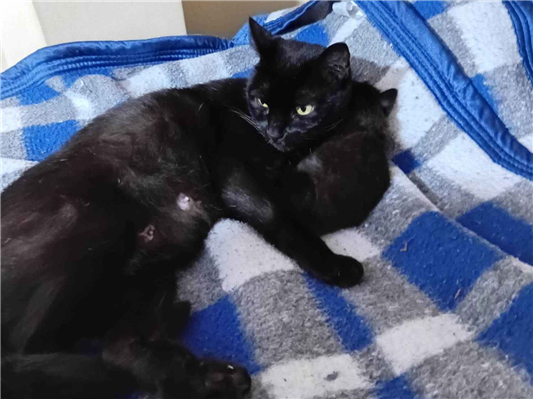 Gato para adoção Fêmea Pequeno 6 anos Acima