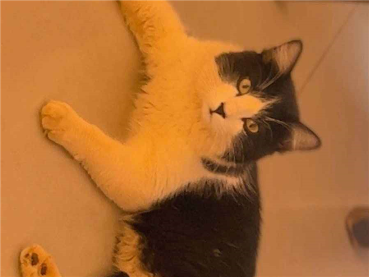 Gato para adoção Macho Médio 7 a 11 meses