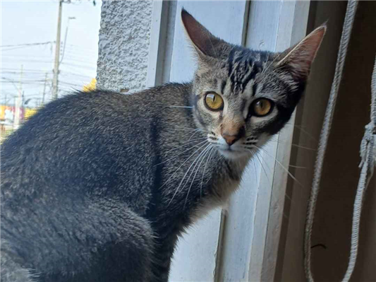 Gato para adoção Fêmea Médio 7 a 11 meses