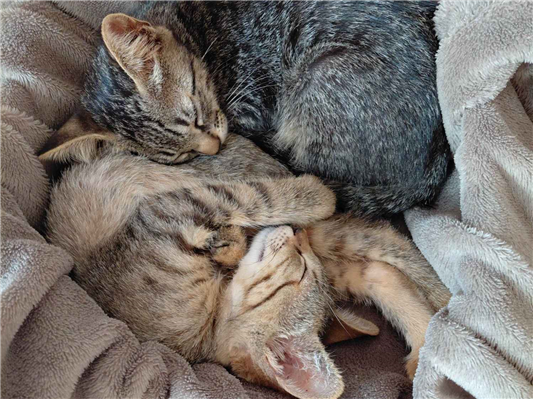 Gato para adoção Ambos Médio 2 a 6 meses