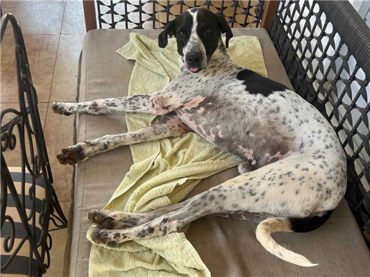 Cachorro cão para adoção Macho Grande 5 anos 