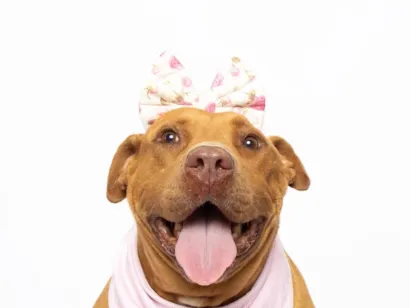 Cao Pit-Bull Grande 4-anos