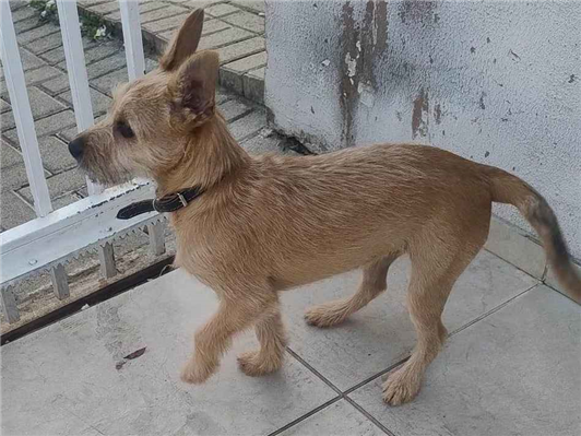 Cachorro cão para adoção Fêmea Médio  7 a 11 meses 