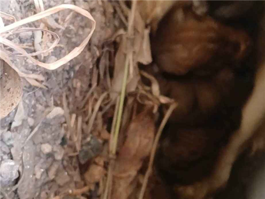 Cachorro cão para adoção Ambos Médio  Abaixo de 2 meses 