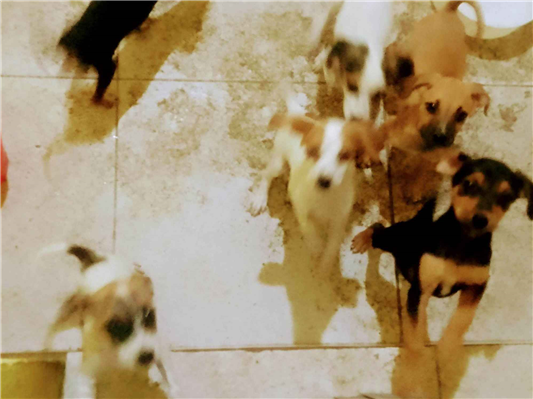 Cachorro cão para adoção Ambos Médio  2 a 6 meses 