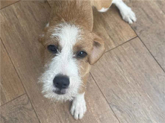 Cao - Macho Médio1 ano