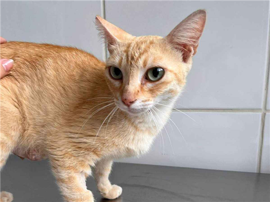 Gato para adoção Fêmea Pequeno 1 ano