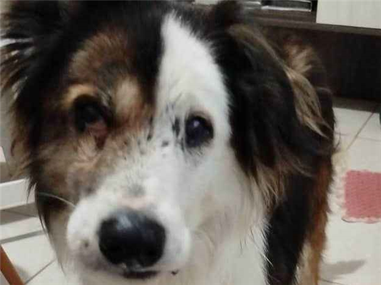 Cachorro cão para adoção Macho Médio  6 anos Acima 