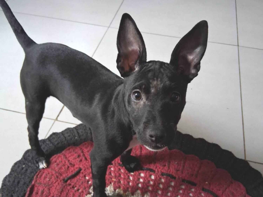 Cachorro cão para adoção Fêmea Pequeno 2 a 6 meses 
